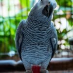 African Grey