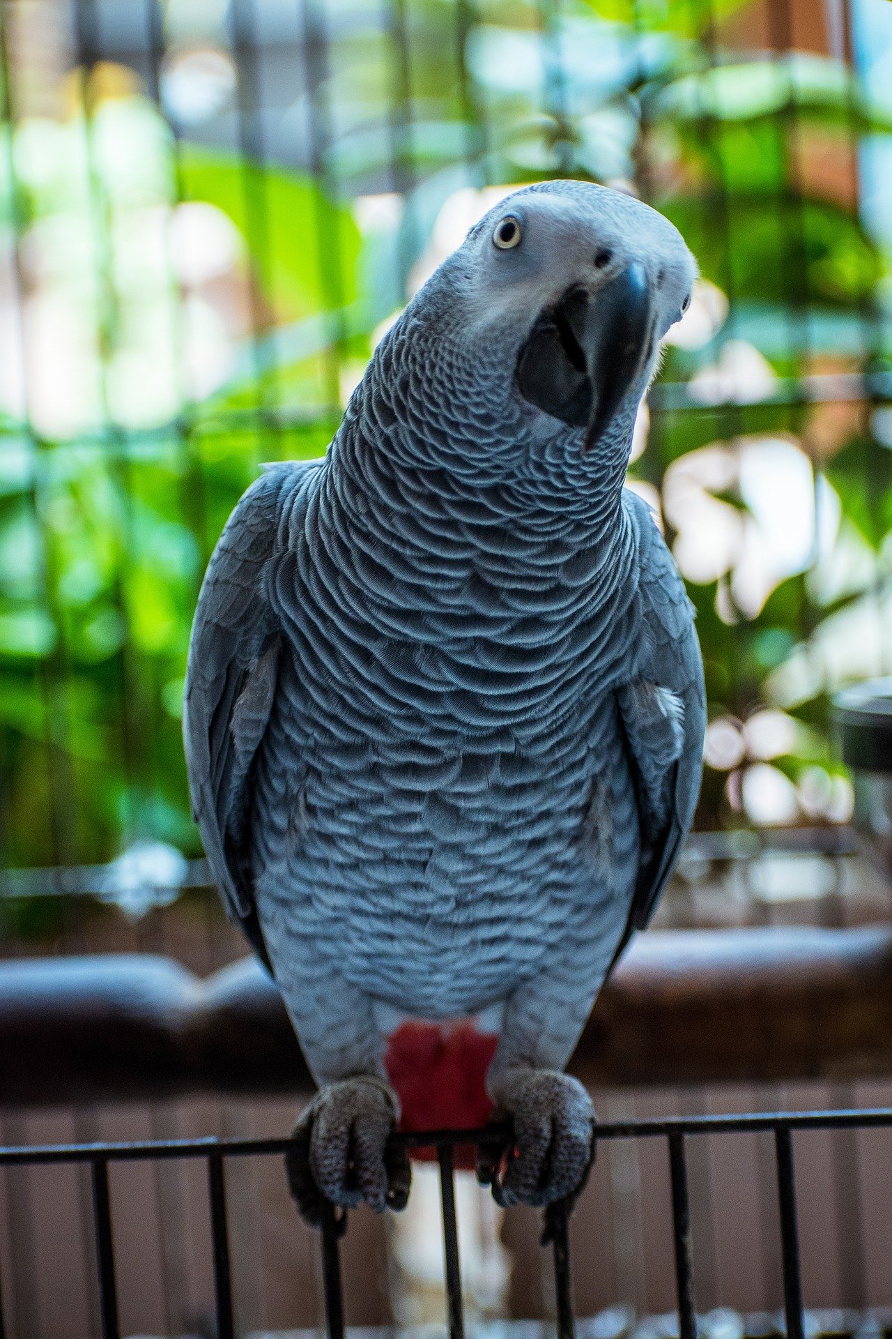 African Grey
