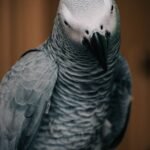 Congo Grey