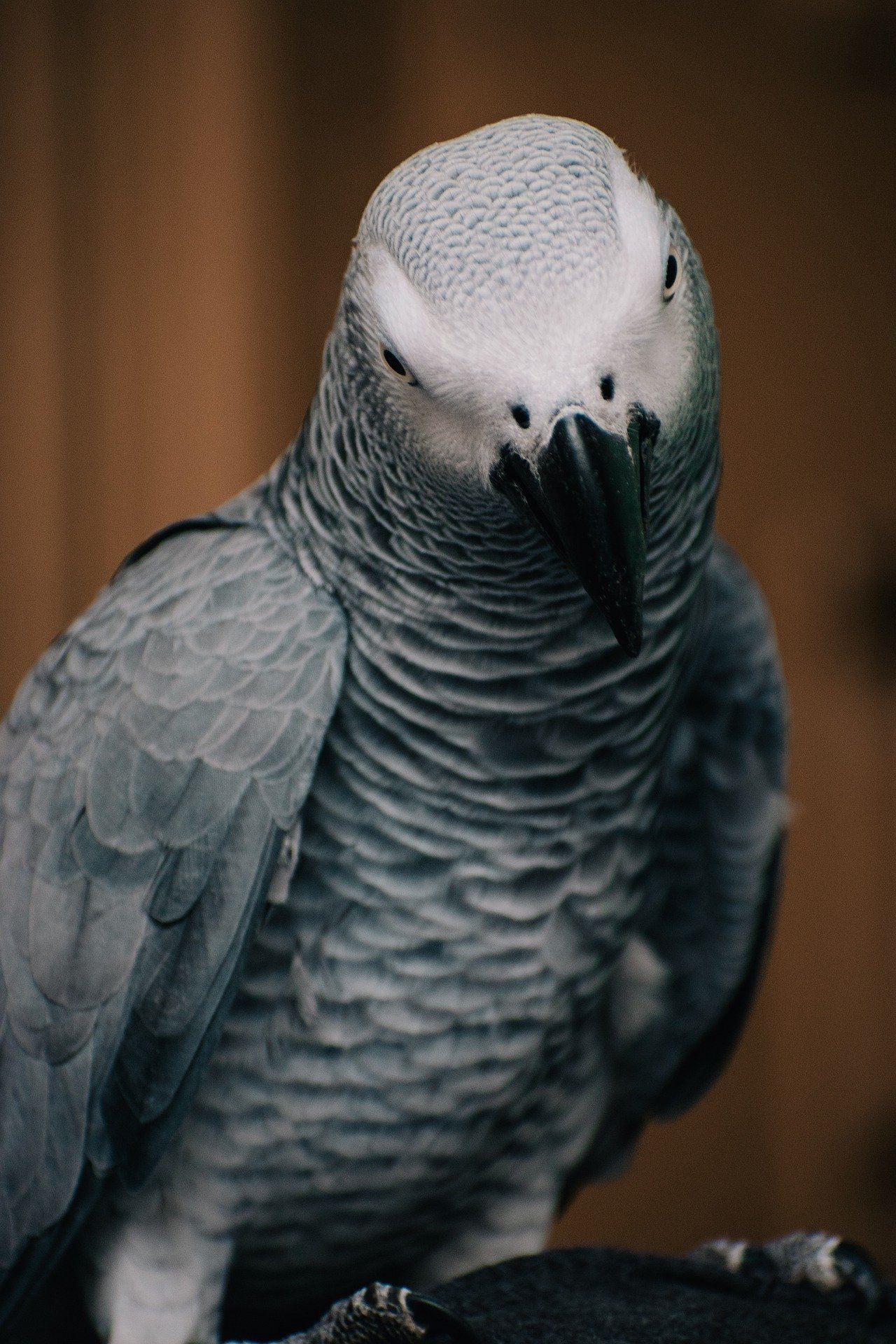 Congo Grey