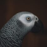 Congo Grey