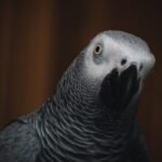 Congo Grey