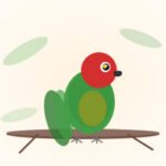 Black Cap Conures