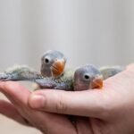 How Delaying Behavioural Support Can Impact You And Your Bird's Wellbeing! 