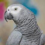 African Grey