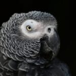 African Grey