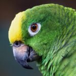 Cape Parrot