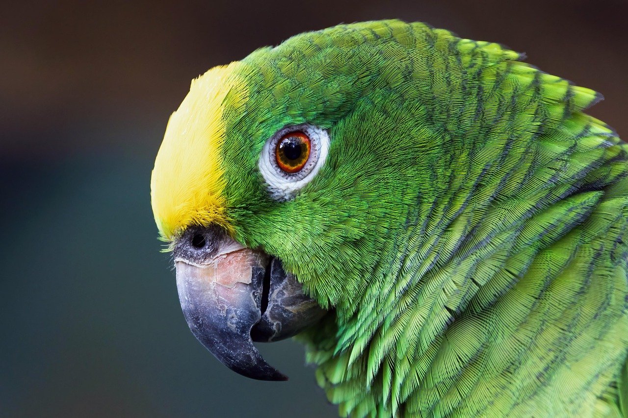 Cape Parrot