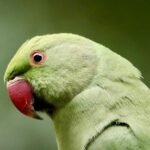 Cape Parrot